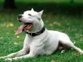 Un maestoso dogo argentino riposa sull'erba verde, con la lingua fuori e gli occhi rivolti verso l'alto, godendosi una giornata all'aperto.
