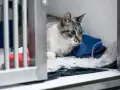 Gatto con edema polmonare in gabbia veterinaria, riceve fluidi tramite flebo.