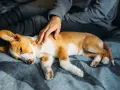 Un cucciolo di cane, con pelo bianco e arancione, dorme accoccolato su una coperta. Una mano lo accarezza dolcemente. Speriamo non sia un caso di meningite cane.