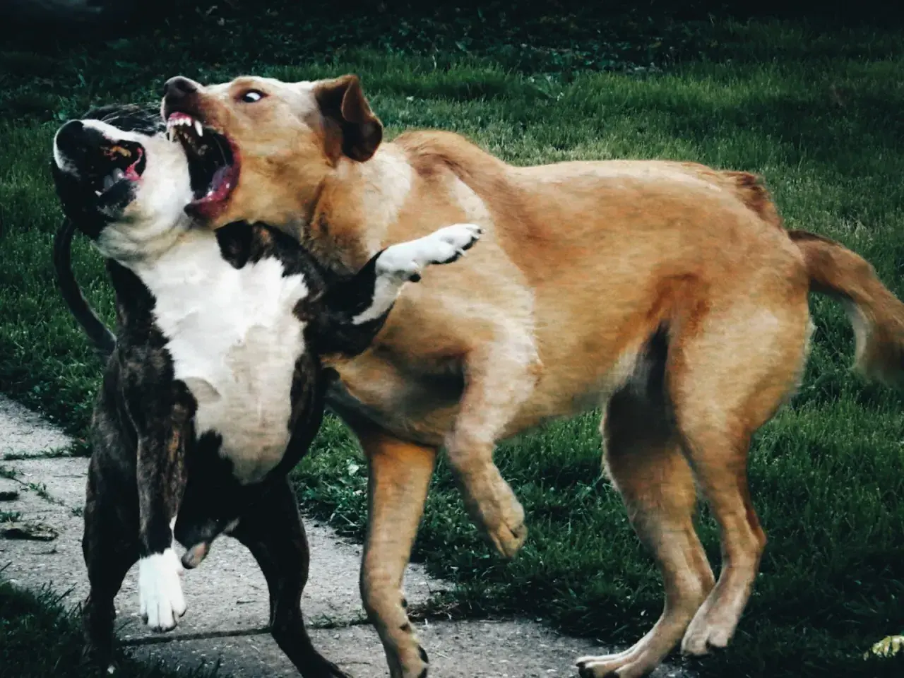 Un cane corso arrabbiato ringhia con la bocca spalancata, mostrando i denti aguzzi. Un altro cane lotta con lui.