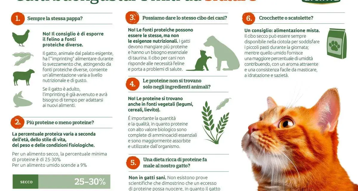 Gatti: cosa non possono mangiare? No al cibo per cani, sì a proteine varie. L'alimentazione felina è specifica.