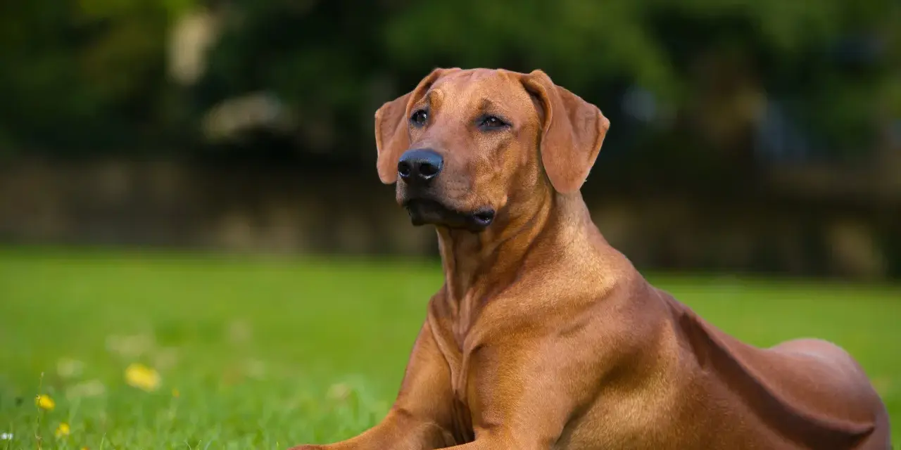 Un maestoso Rhodesian Ridgeback nero, con il suo mantello lucido, riposa sull'erba verde.