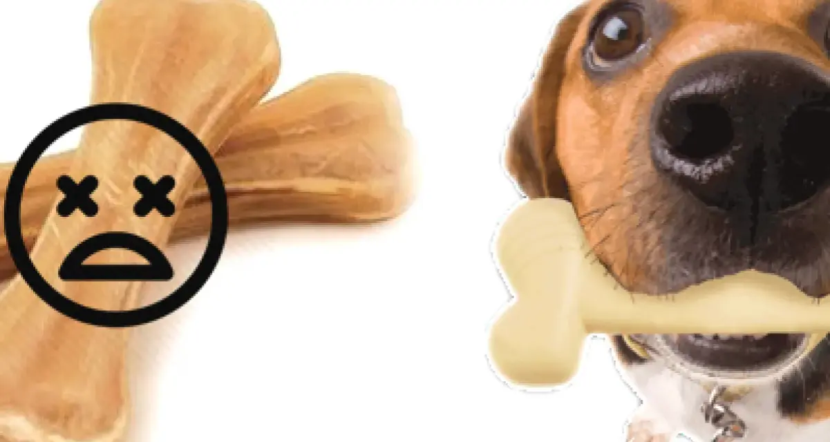 Attenzione: un osso di pelle per cani fa male. Un cane felice con un osso finto.