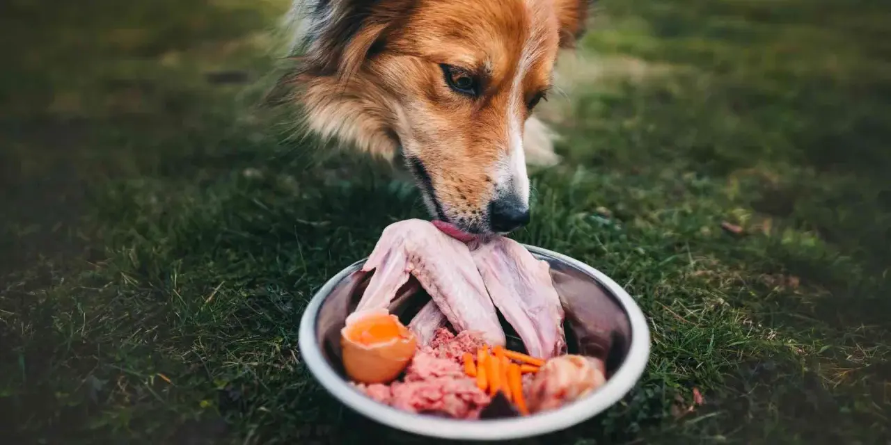 Un cane assaggia un pasto BARF: ali di pollo crude, carne macinata, uovo e carote in una ciotola sull'erba.