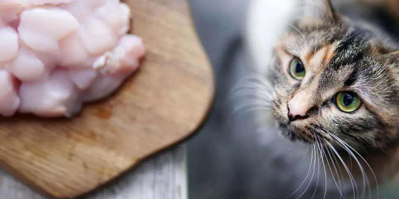 Un gatto tigrato con occhi verdi guarda con interesse un tagliere con pezzi di pollo crudo, suggerendo che i gatti possono mangiare il pollo.