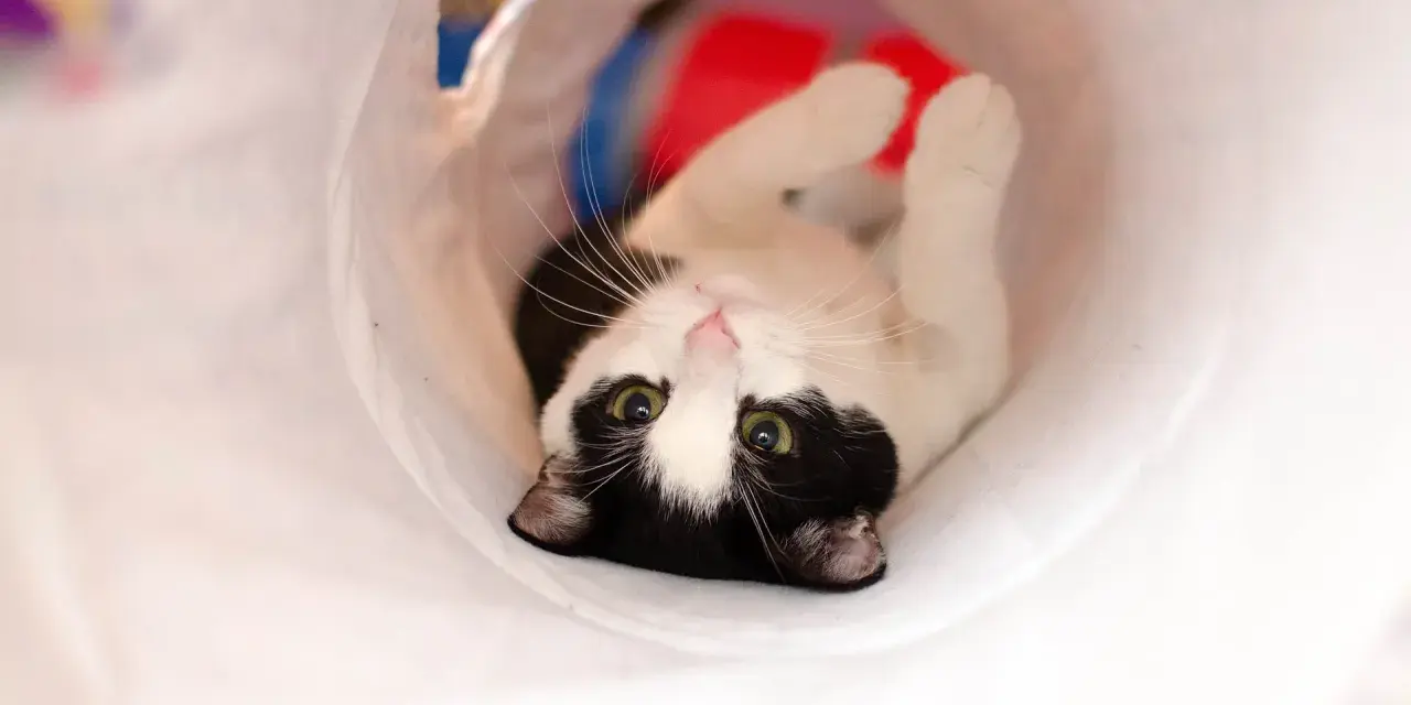 Gatto bianco e nero gioca in un tunnel, un'idea divertente per i giochi da fare con i gatti.