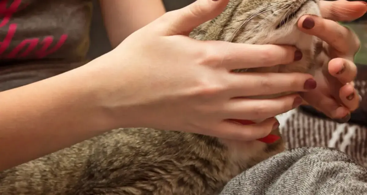 Mani che accarezzano delicatamente un gatto tigrato, forse per alleviare il disagio di un massaggio gatto stitico.