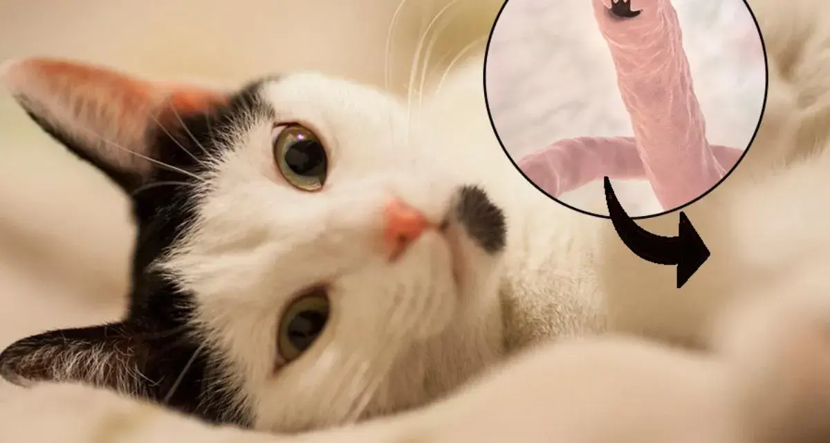 Gatto bianco e nero con un ingrandimento di vermi polmonari, un pericolo per la salute felina.