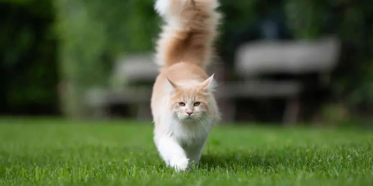 Un gatto Maine Coon color crema cammina sull'erba con la coda alta. Chissà perchè il gatto muove la coda in questo modo, forse è curioso o felice.