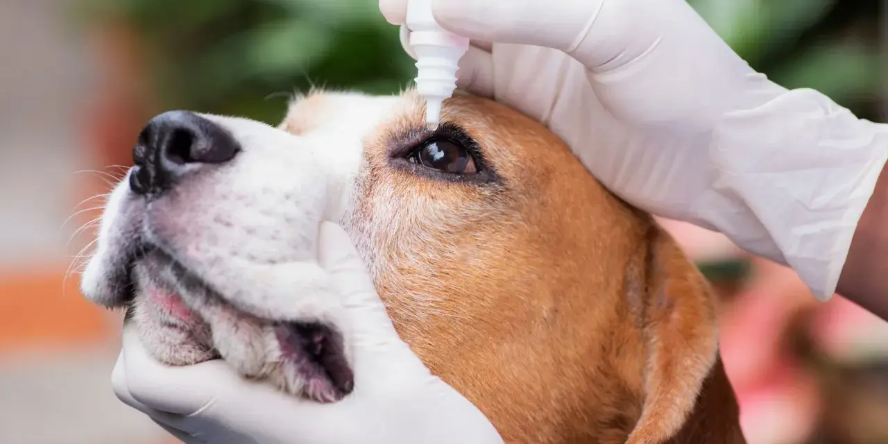 Mani guantate applicano gocce oculari a un beagle. Il cane ha un'espressione paziente mentre riceve il trattamento.