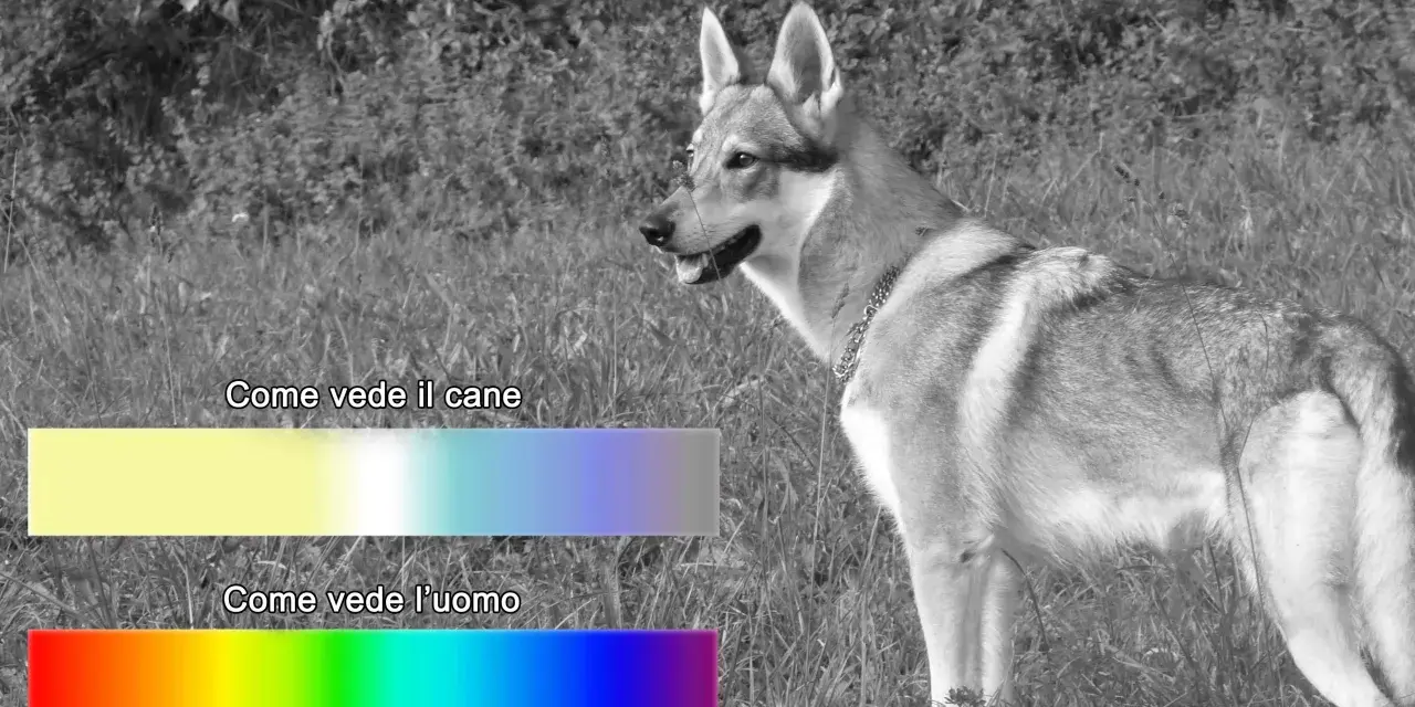 Un cane in un prato, con barre colorate che mostrano come vedono i cani (giallo, blu) e come vede l'uomo (arcobaleno).