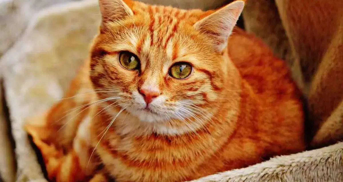 Gatto rosso dal carattere fiero, con occhi verdi penetranti, riposa su una morbida coperta.