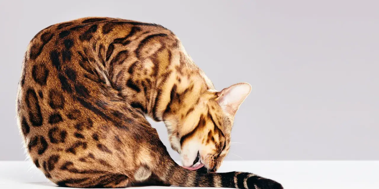 Gatto bengala con mantello maculato si lecca la coda, mostrando la sua igiene meticolosa, forse un segno di iperestesia felina.