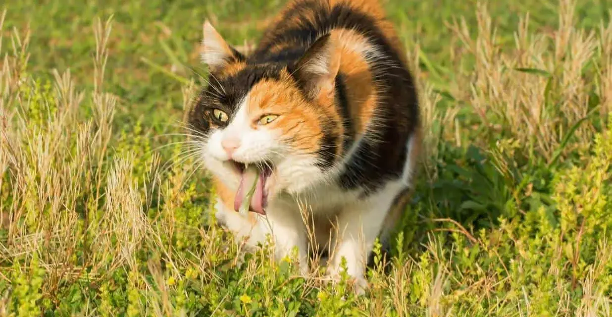 Calico cat with tongue out, appearing to vomit in tall grass.