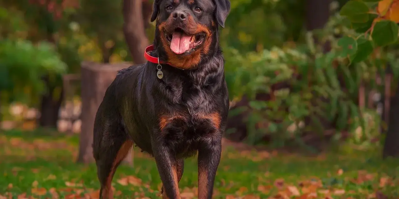 Un maestoso carattere rottweiler maschio, con la lingua fuori e un collare rosso, posa in un parco autunnale.
