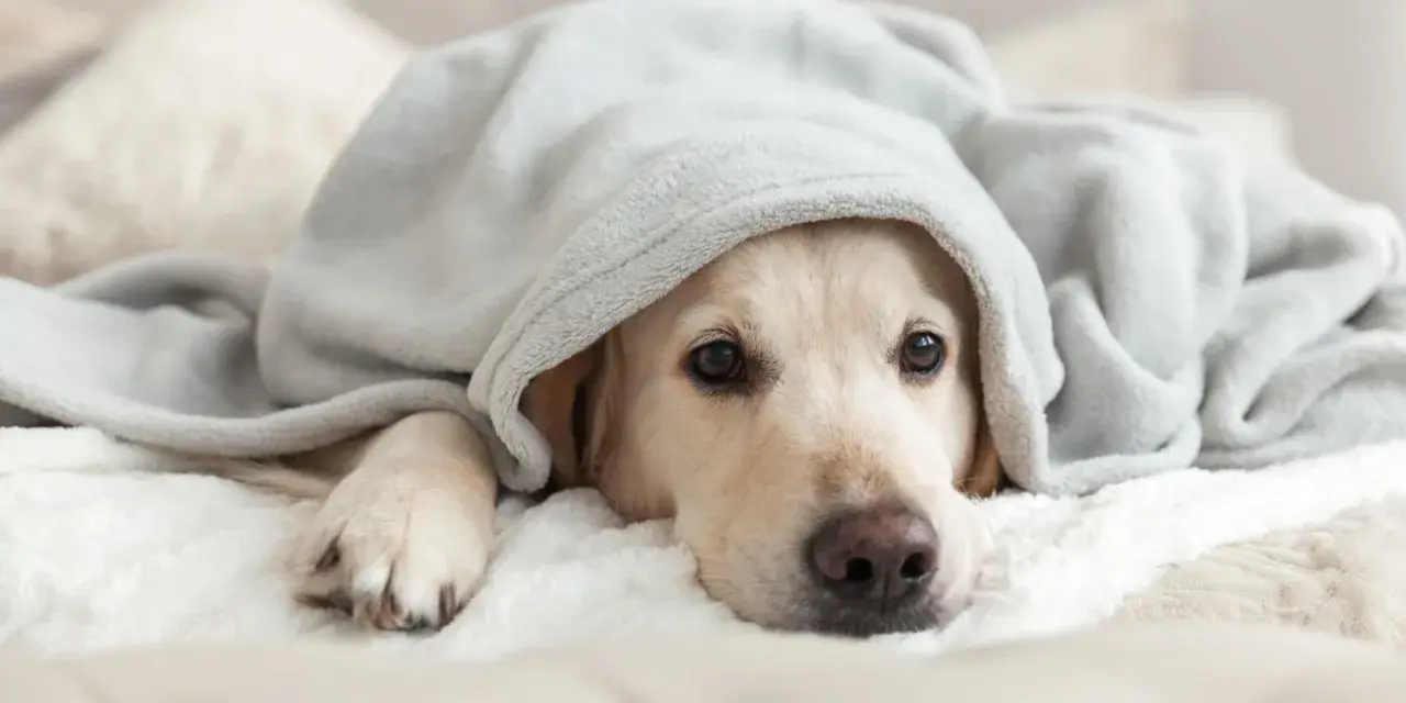 Un cane si nasconde sotto una coperta, forse per sentirsi più sicuro, come se fosse sotto al letto.