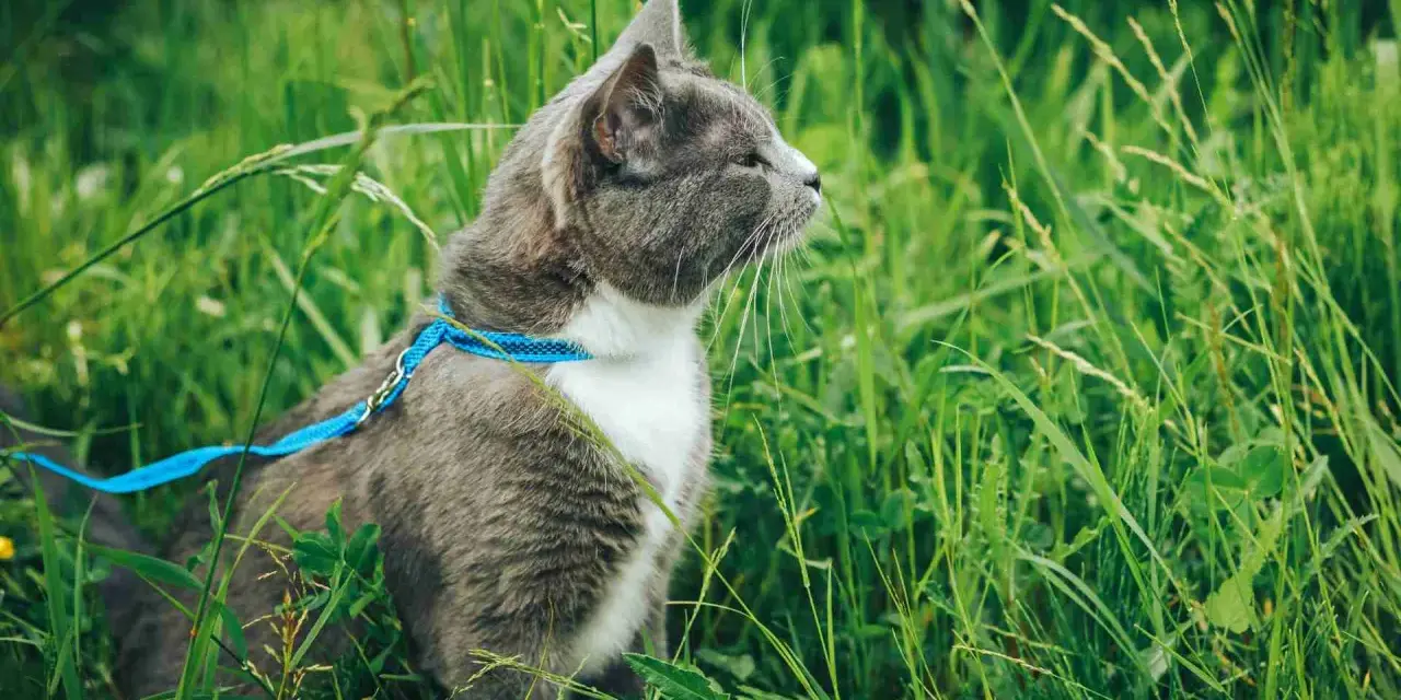 Gatto grigio con pettorina blu in mezzo all'erba alta. Un esempio di come abituare il gatto al guinzaglio per esplorare la natura in sicurezza.