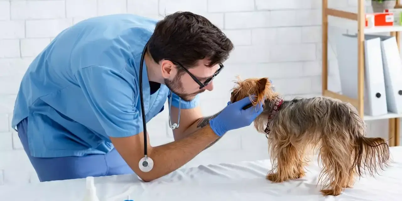 Veterinario esamina un yorkshire terrier, cercando il miglior nutrizionista per cani per una dieta equilibrata.