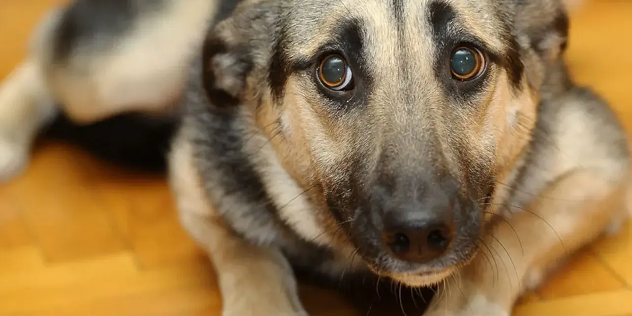Un cane pauroso con occhi grandi e imploranti, sdraiato su un pavimento di legno. Sembra spaventato e cerca conforto.