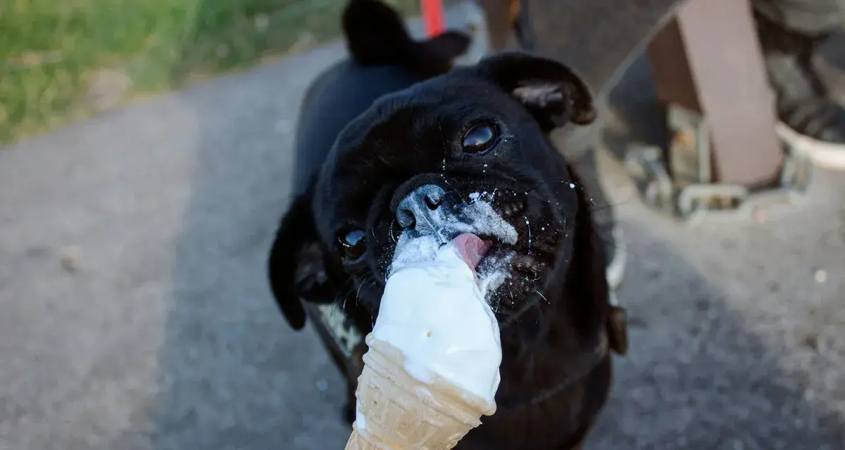 Un cane nero, con la faccia sporca di gelato, lecca felicemente un cono. Il cane può mangiare il gelato, che gioia!
