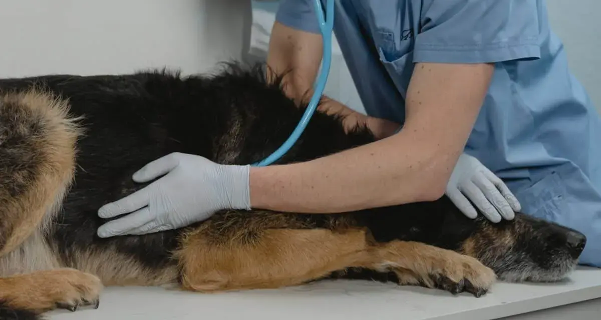 Veterinario visita un cane. Se il tuo cane ha crisi epilettiche, quando preoccuparsi?