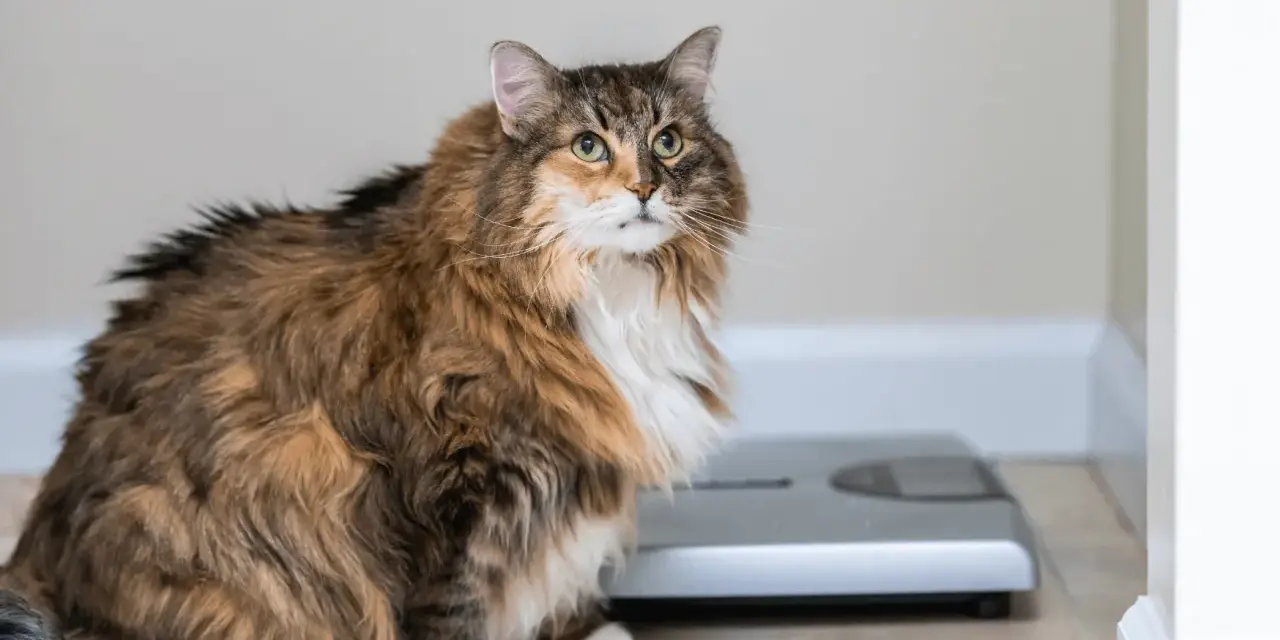 Gatto paffuto seduto vicino a una bilancia, un promemoria visivo su come far dimagrire un gatto.