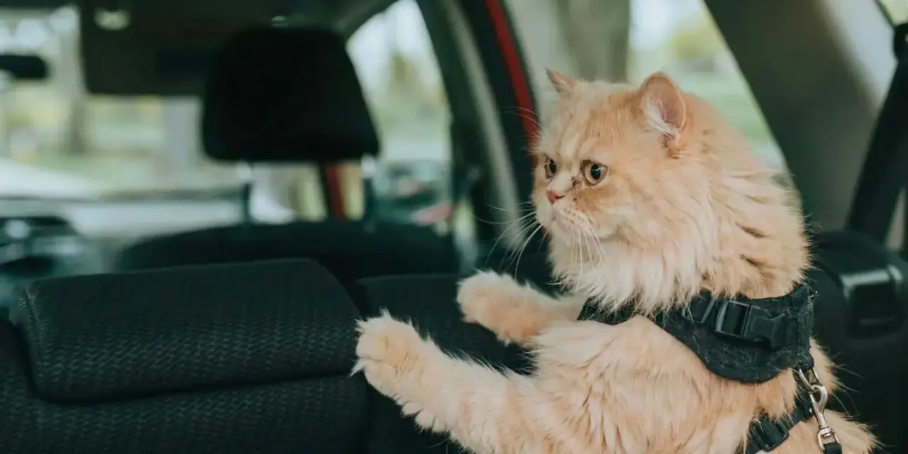 Gatto persiano color albicocca con pettorina, pronto a portare il gatto in vacanza in auto.