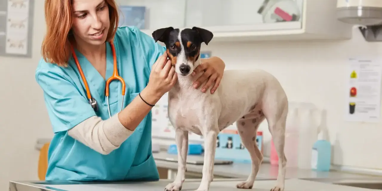Veterinaria esamina un cane, preoccupata per la sua albumina bassa.
