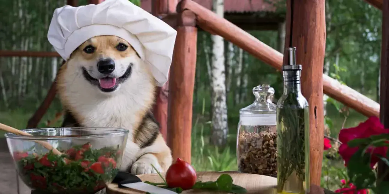 Un simpatico chef corgi prepara un'insalata, con ingredienti freschi e la certezza che i cani possono mangiare il prezzemolo.