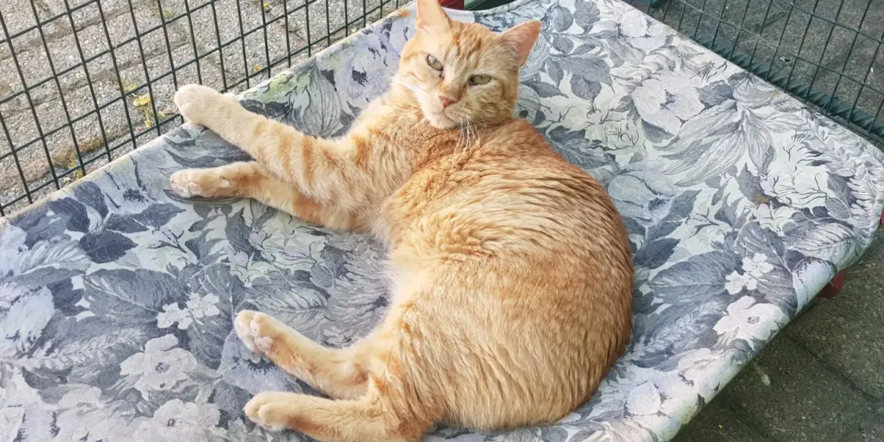 Gatto arancione sdraiato su una cuccia fiorata, con un'espressione stanca, forse a causa della leucemia felina ultimo stadio.