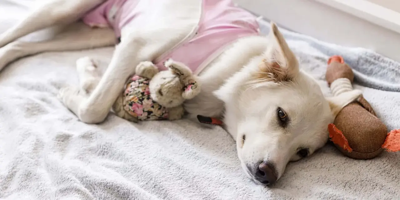 Un cane bianco con un maglioncino rosa riposa su una coperta grigia, abbracciando un coniglietto di peluche. Il suo **sieroma cane** è coperto, ma sembra a suo agio.