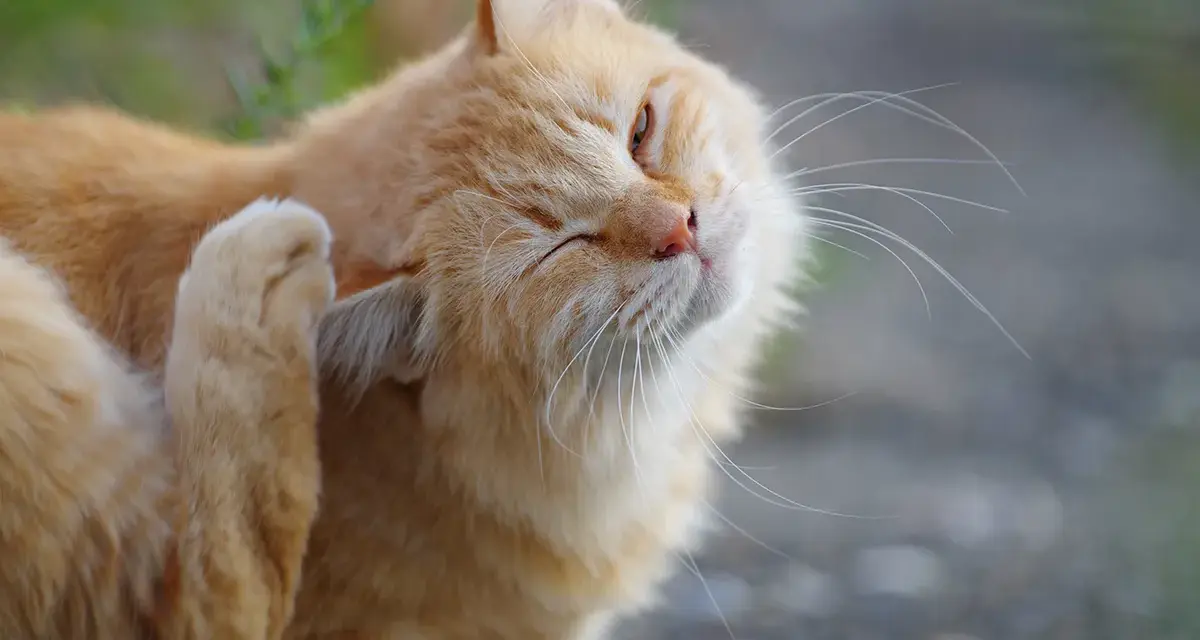 Gatto arancione si gratta l'orecchio, forse per via dei pidocchi gatto in casa.