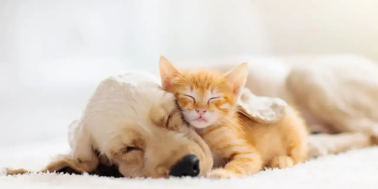 Un gattino arancione dorme sereno appoggiato a un cane dorato. Forse sognano avventure insieme, chissà cosa sognano i gatti.