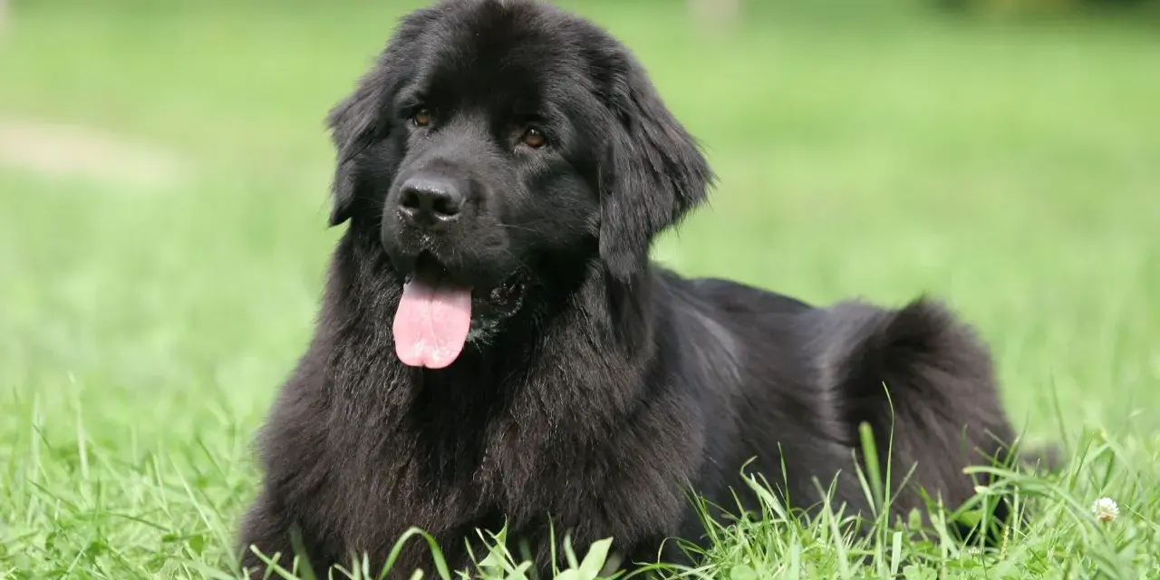 Un maestoso terranova cane nero giace sull'erba verde, con la lingua rosa fuori, godendosi una giornata di sole.