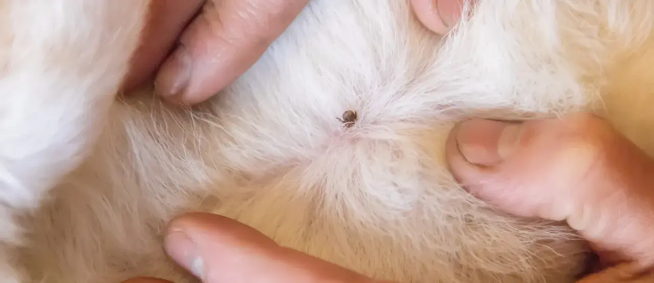 Dita che separano il pelo bianco di un gatto per rivelare una zecca attaccata alla pelle.