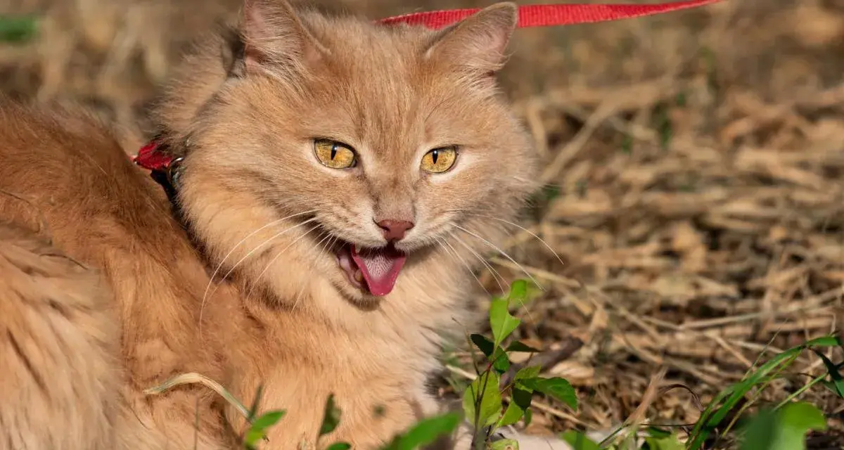 Gatto arancione con collare rosso e guinzaglio, lingua fuori, forse per dispnea gatto o per il caldo.
