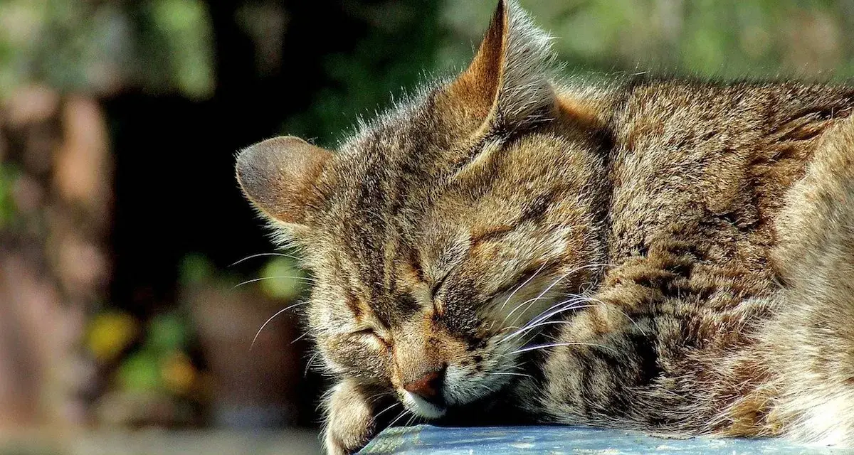 Un gatto soriano dorme beatamente al sole, con il muso appoggiato su una superficie blu.