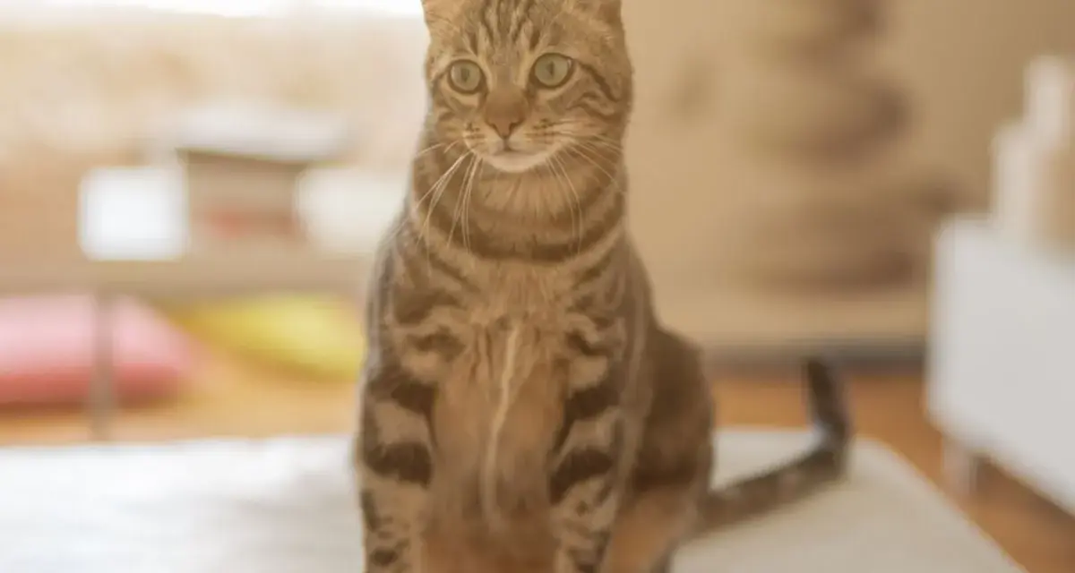 Gatto tigrato di grande razza, seduto su una superficie chiara, con occhi verdi attenti e sfondo sfocato.