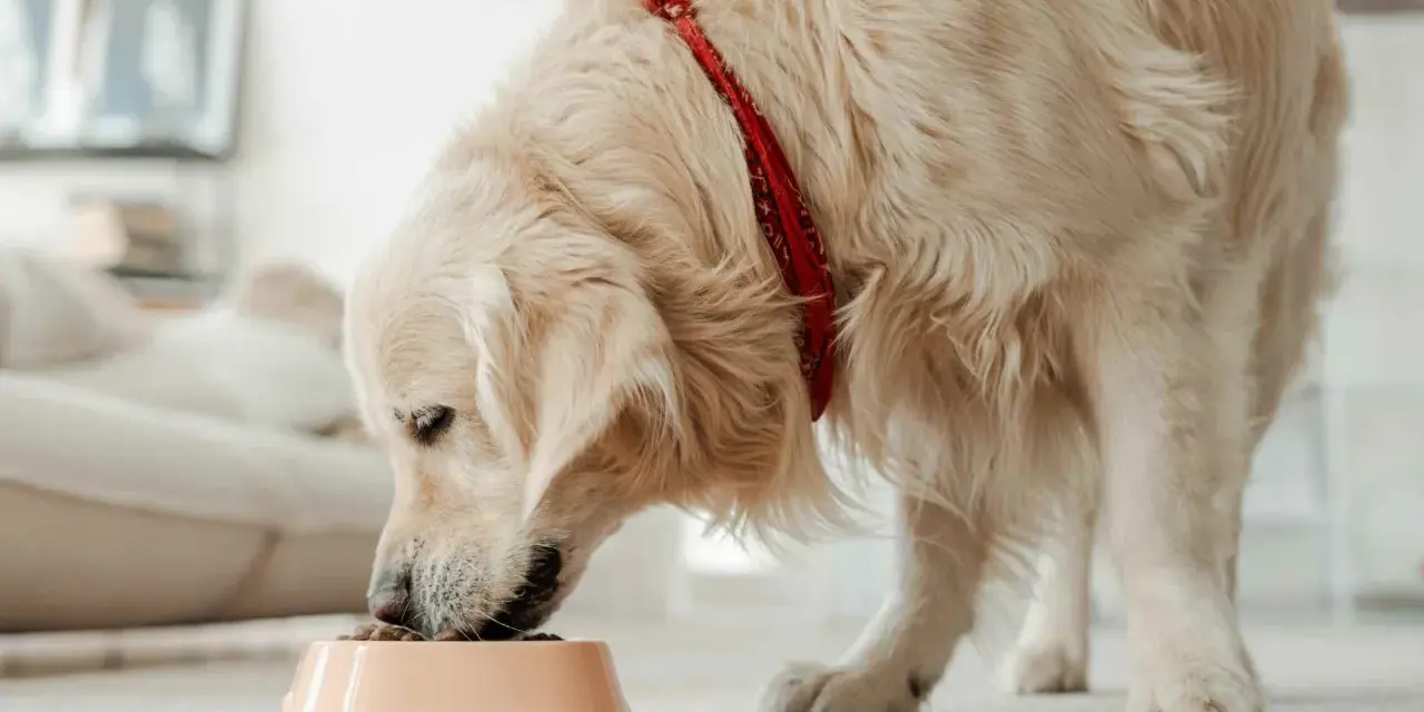 Golden retriever con bandana rossa mangia crocchette, ideali per cani con sensibilità, grazie alle proteine idrolizzate cane.