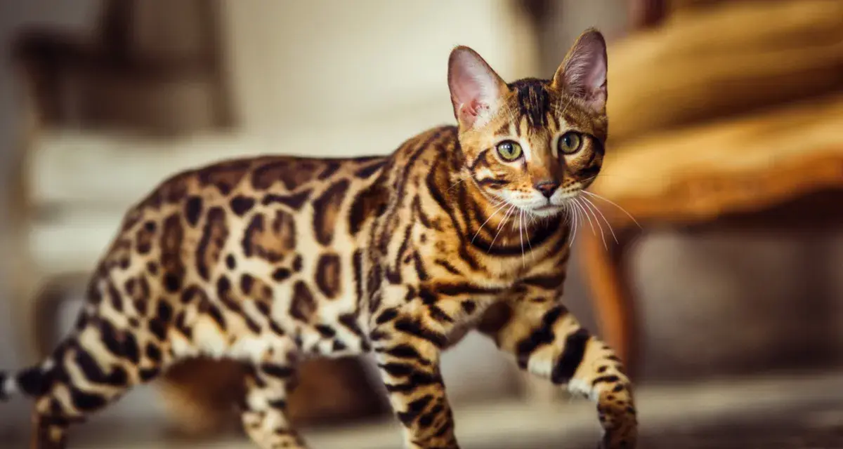 Gatto bengala dal carattere vivace, con mantello maculato e occhi verdi penetranti, cammina con eleganza.