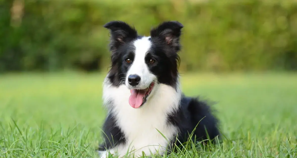 Border collie con lingua fuori, felice sull'erba. Nessun difetto visibile, solo un cane perfetto.