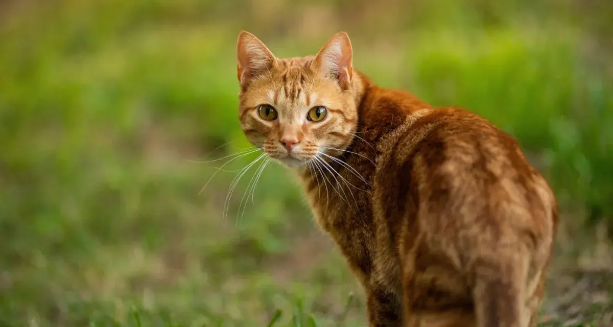Un gatto rosso tigrato guarda incuriosito, con il pelo fulvo che si fonde con l'erba verde.