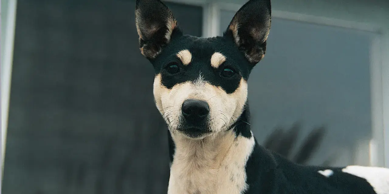 Un adorabile rat terrier con un mantello bicolore nero e bianco, con macchie distintive intorno agli occhi, guarda intensamente.