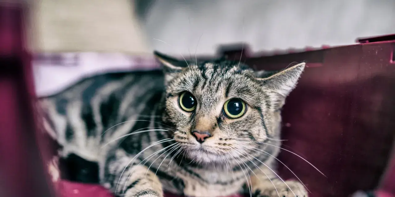 Gatto tigrato con occhi sbarrati, rannicchiato in un trasportino. Sembra spaventato, forse perché i gatti hanno paura dei temporali.