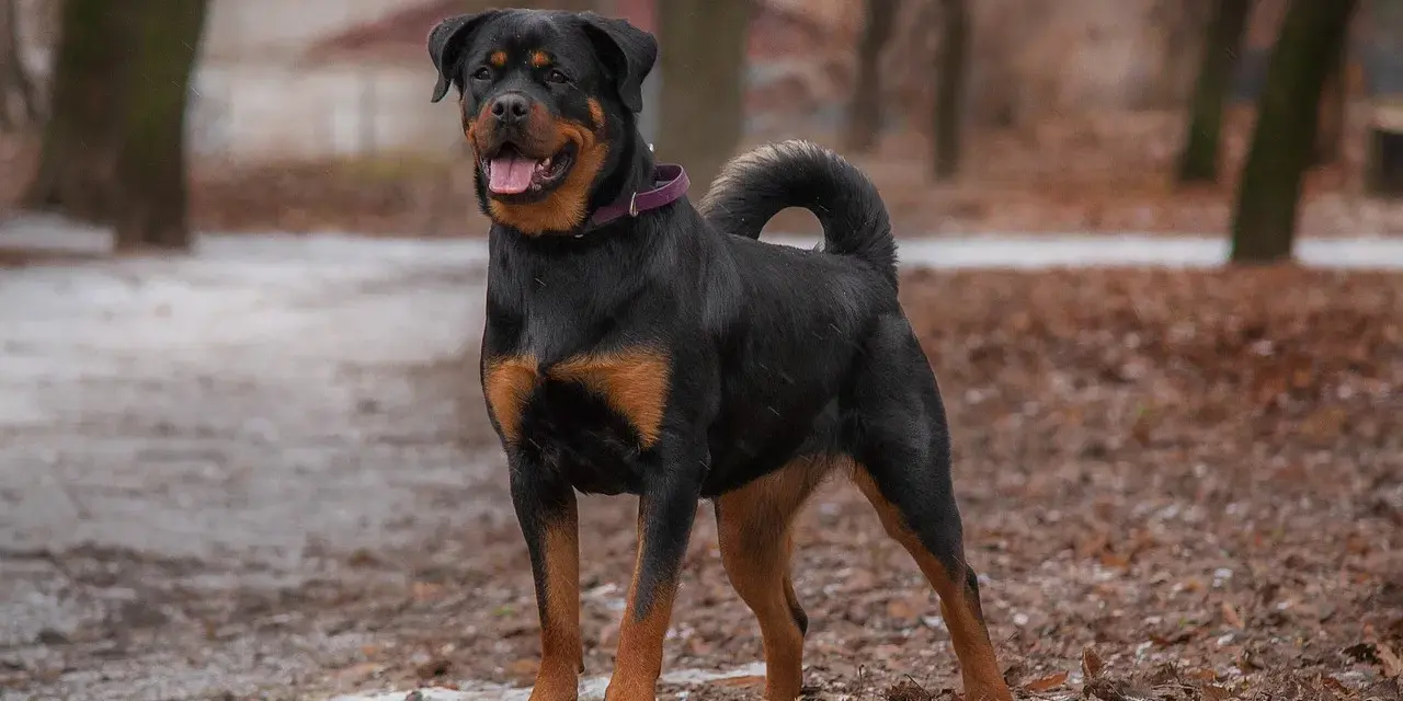 Rottweiler dal temperamento equilibrato, posa fiero in un parco autunnale.
