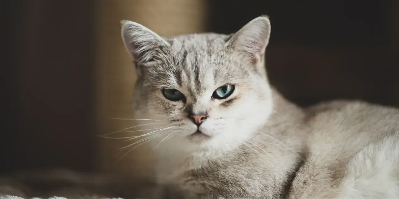 Un elegante gatto pelo medio con occhi azzurri penetranti osserva con curiosità.