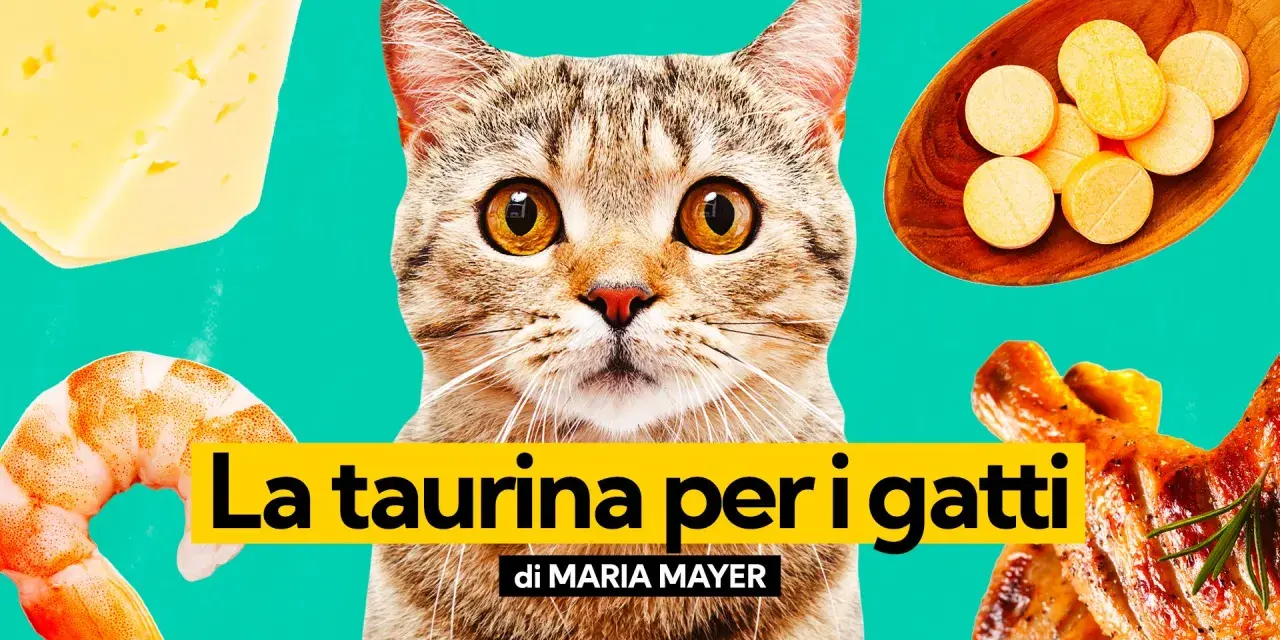 Un gatto curioso guarda verso la taurina, circondato da cibo: formaggio, gamberi e pollo arrosto.