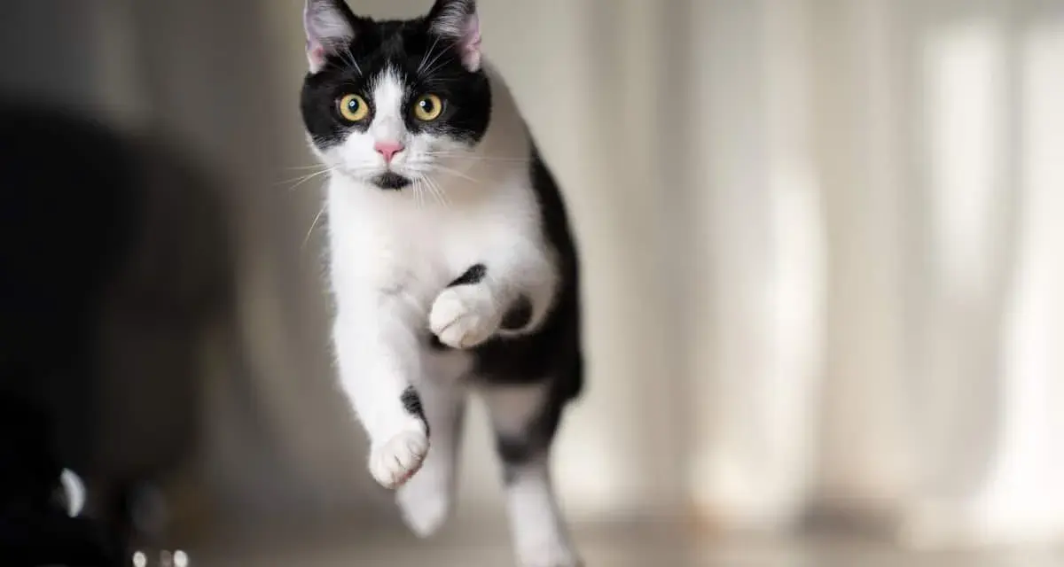 Un gatto bianco e nero salta con agilità, con gli occhi gialli che brillano.