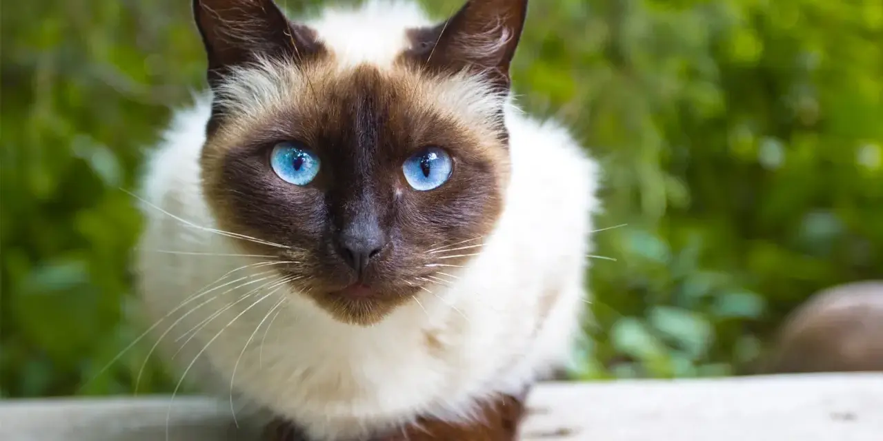 Un adorabile gatto pelo corto con occhi blu intensi guarda dritto verso l'obiettivo, circondato da un verde rigoglioso.