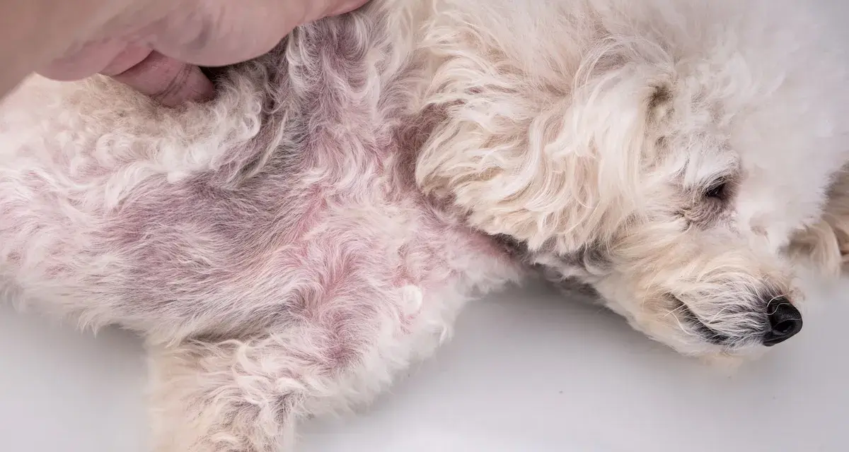 Pelo arrossato e irritato sul fianco di un cane, sintomo di dermatite da pulci.